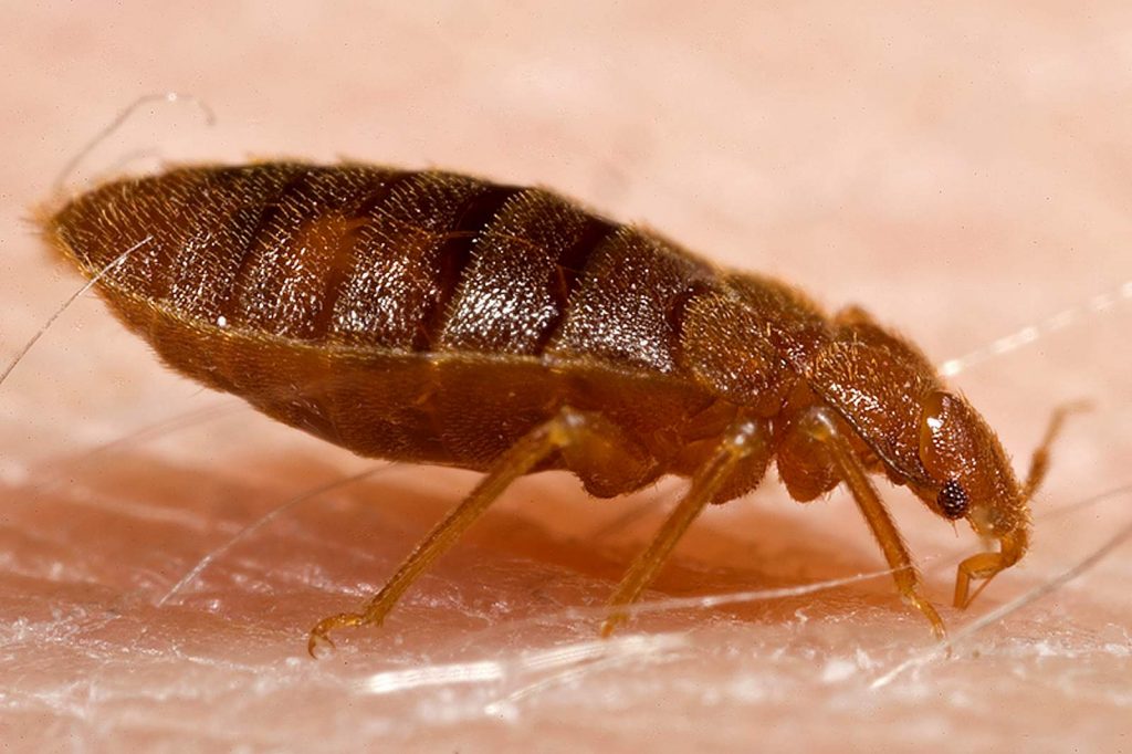 local bed bug removal