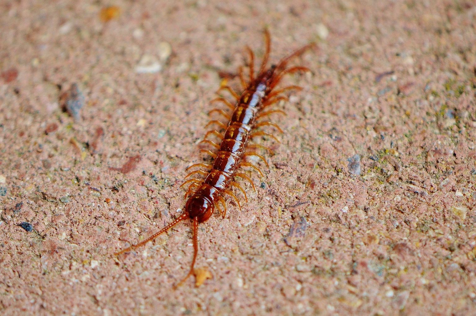 Centipedes: Guide for Identification and Control | Mint Pest Control