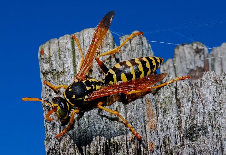 Wasps Identification Habitat Diet And Control Mint Pest Control Wasps Identification Habitat Diet And Control Mint Pest Control