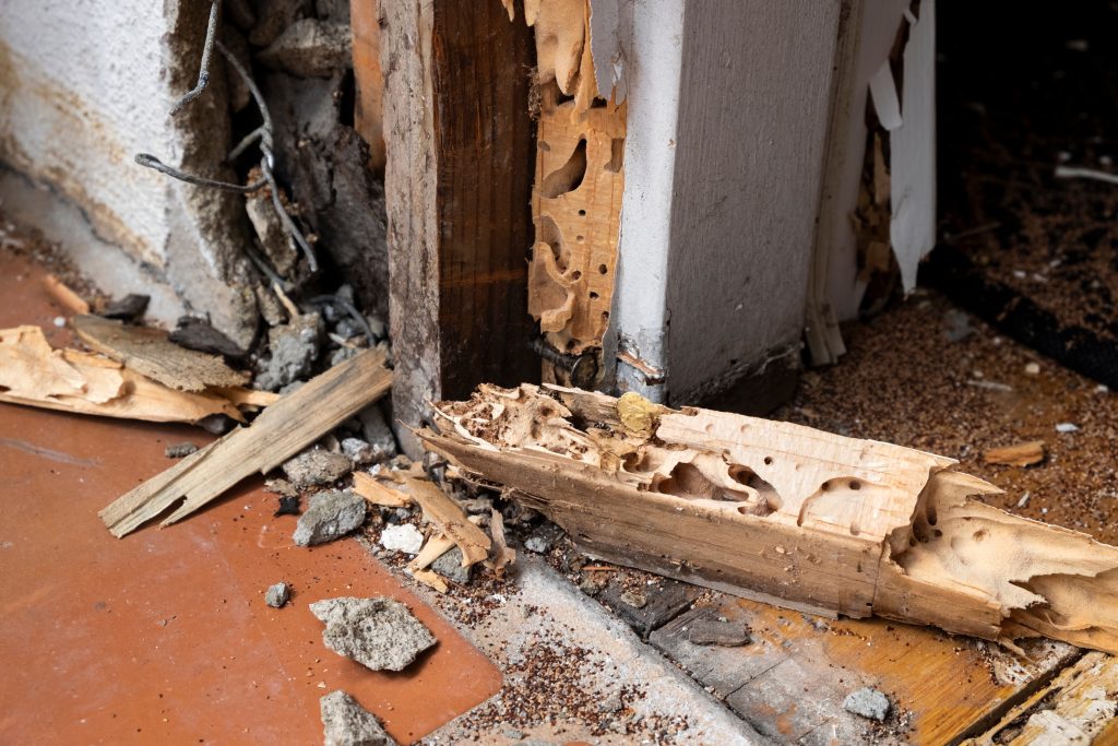 termite treatment services