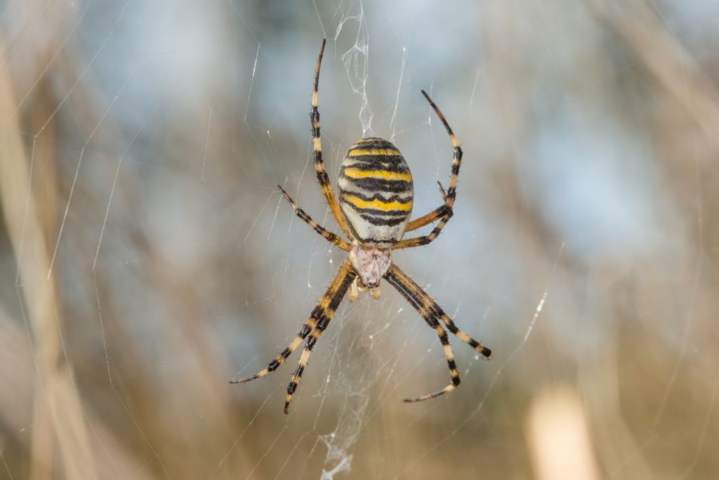 Spiders - Control of pest spiders in the garden.