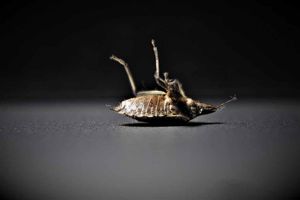 bedbug-control-1024x683.jpg