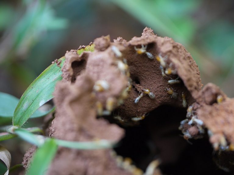 Termite Guide: Identification, Prevention, and Elimination | Mint Pest ...