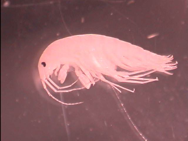 Amphipoda