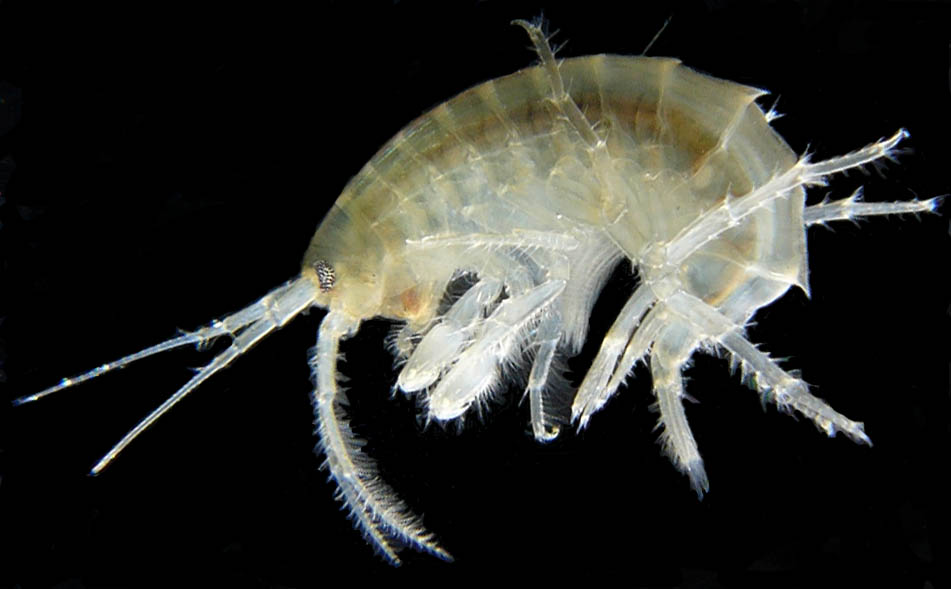 Amphipods (1)