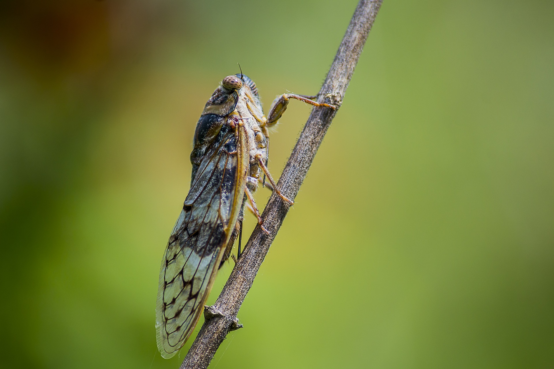 Cicadas Guide: A Comprehensive Guide by Mint Pest Control