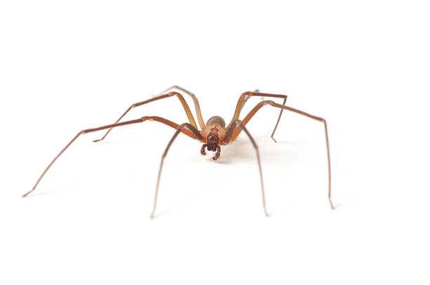 Brown Recluse Spider Control