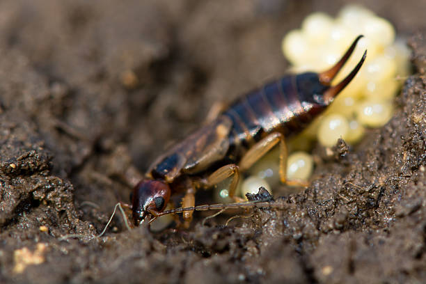 Act now and reclaim the comfort of your home. With just one call, you can start your journey to an earwig-free environment. Our experts are ready to provide a free consultation, tailoring a solution to meet your specific needs. Earwig control