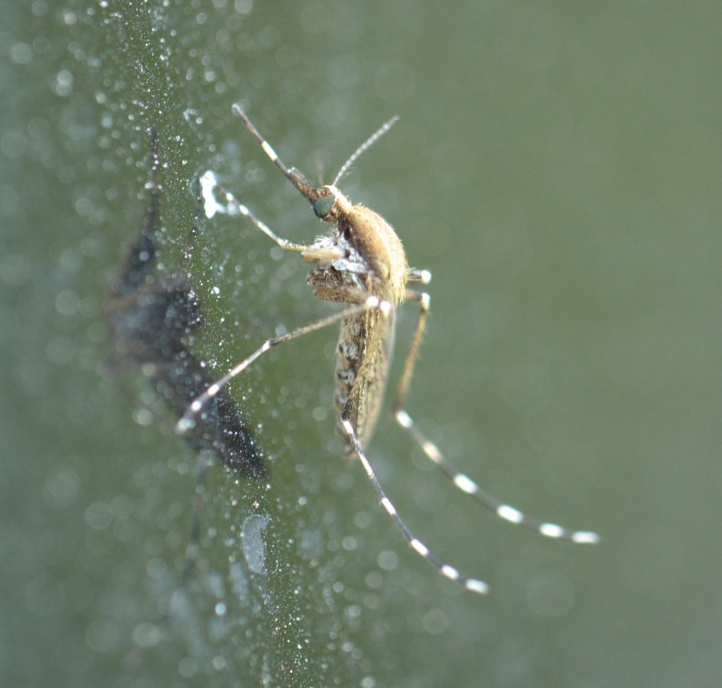 Aedes sollicitans (Eastern Salt Marsh Mosquito)