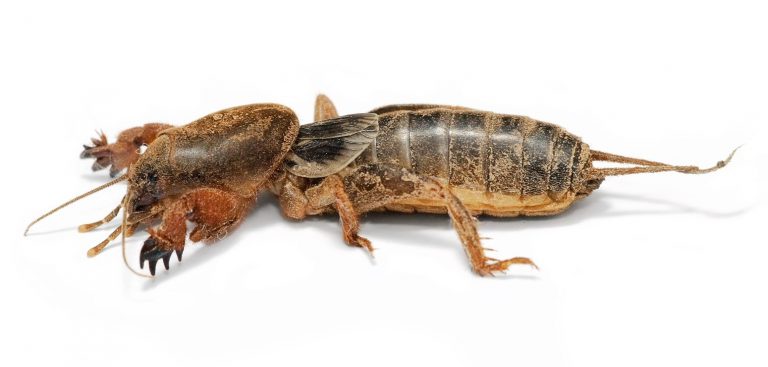 Mole cricket