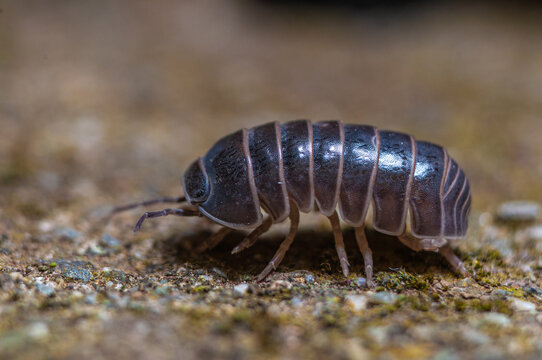 Pillbug Control