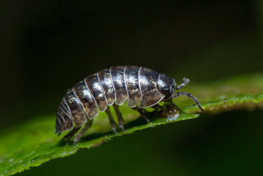 Pillbug Exterminator