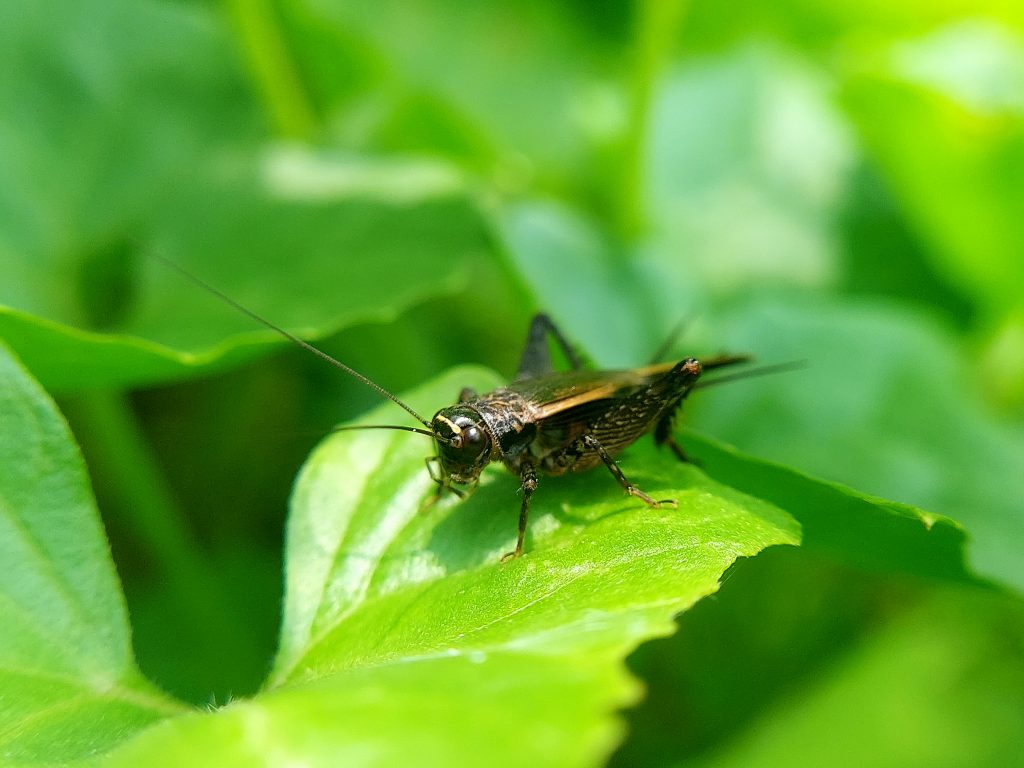 cricket extermination