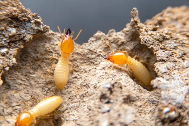 local termite control