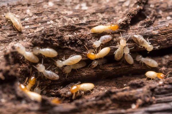 local termite control