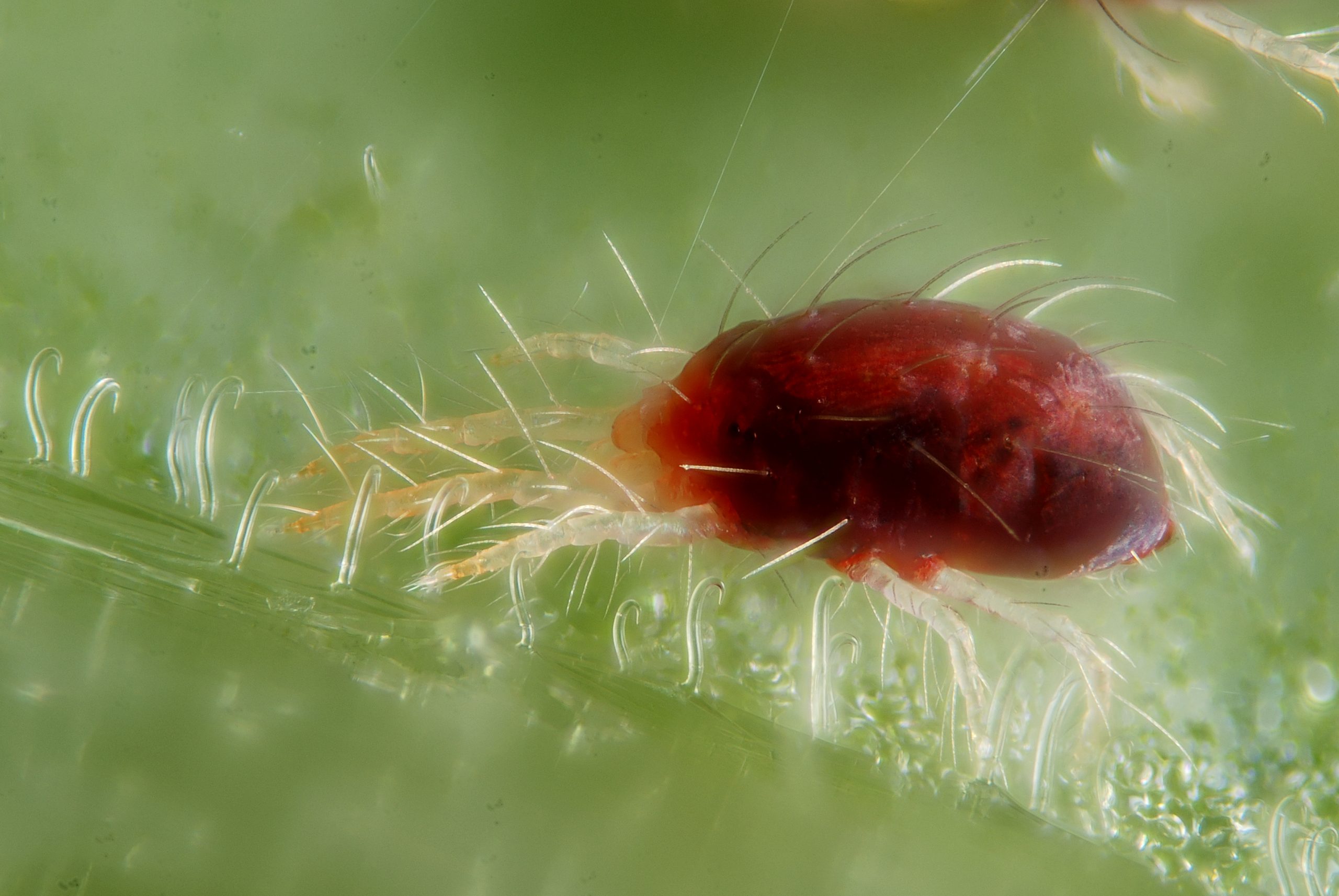 spider mite control