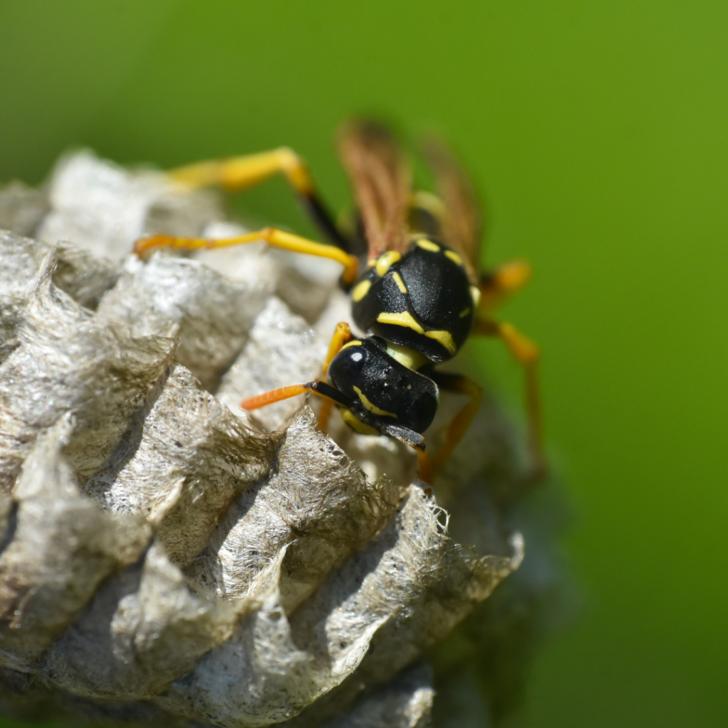 wasp control service