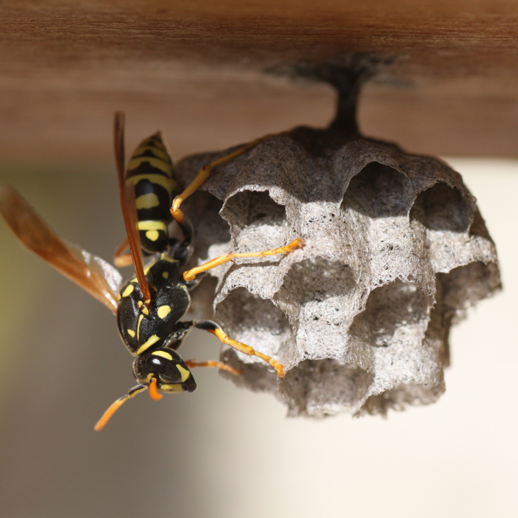 wasp control