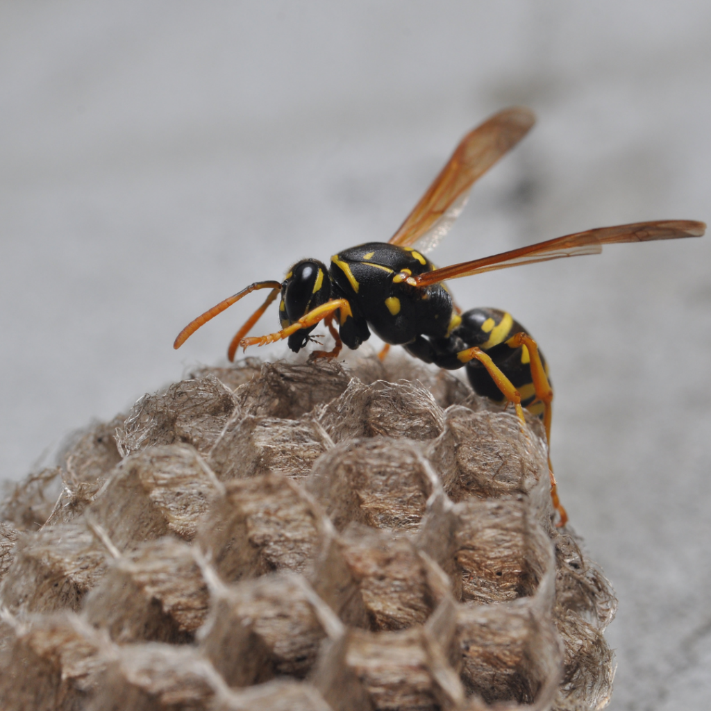 wasp control